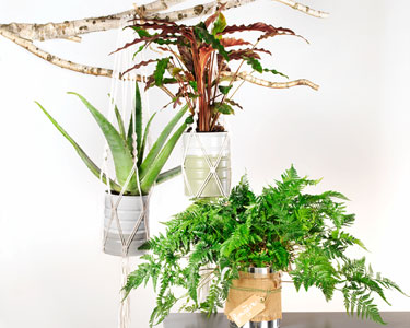 Le DIY : Cache-pots