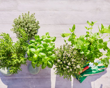 Diversification alimentaire : comment parfumer les purées avec les herbes aromatiques?